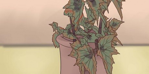 Cultiver des bégonias