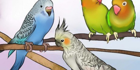 Décider si un perroquet est fait pour vous