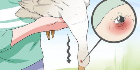 Traiter le botulisme chez un canard