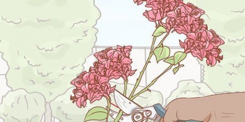 Propagation de bougainvilliers