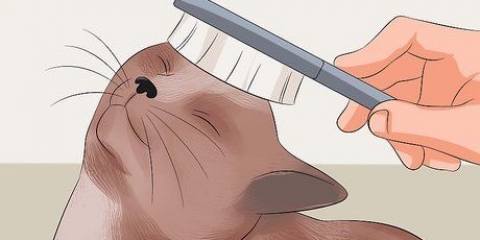 Rendre la fourrure de votre chat douce et brillante