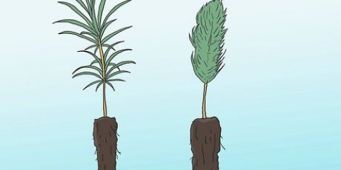 Faire pousser des pins