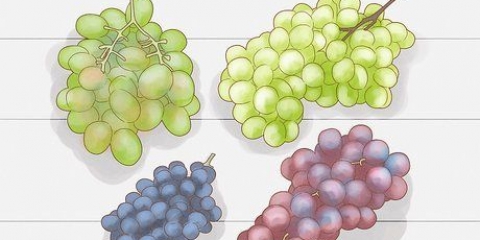 Cultiver du raisin à partir de graines