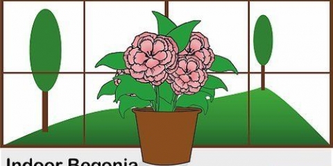 Prendre soin d'un bégonia