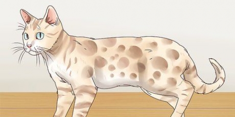 Identifier un bengal