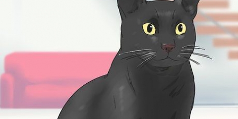 Identifier un chat bombay
