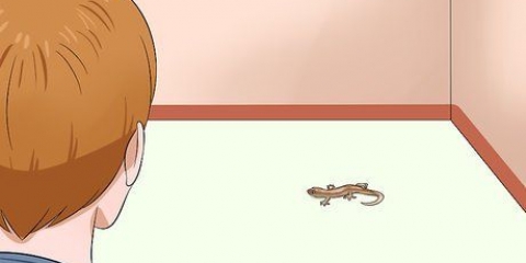 Attraper un lézard sans utiliser ses mains