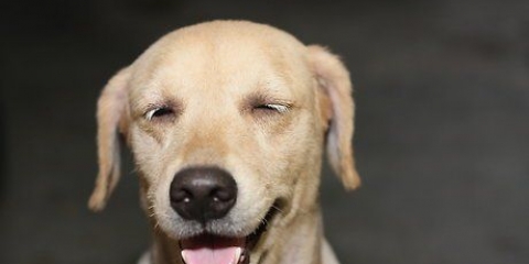 Comment empêcher un chien de sauter sur les gens