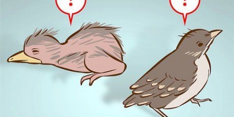 Aider un jeune oiseau qui est tombé d'un nid