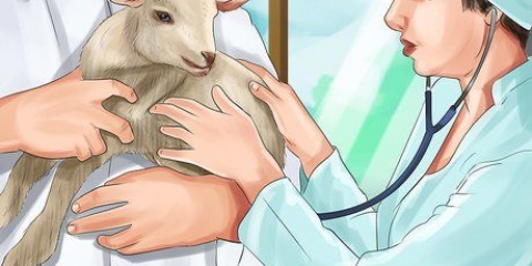 Nourrir un agneau au biberon
