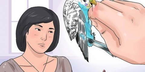 Comment désapprendre à mordre une perruche