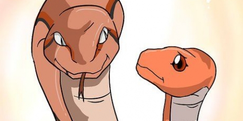 Choisir un serpent comme animal de compagnie