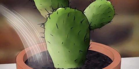 Sauver un cactus mourant