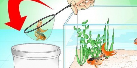 Sauver un poisson rouge mourant