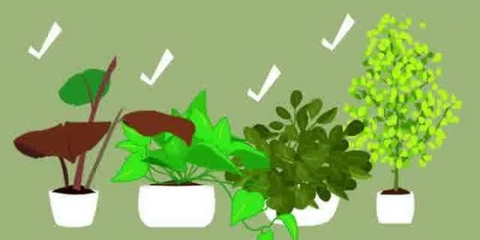 Faire un terrarium