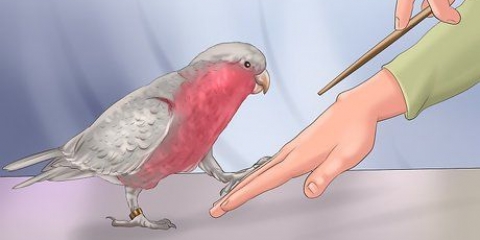 Entraînez un oiseau à marcher sur votre doigt