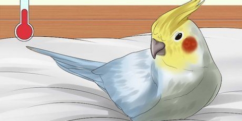 Laver un oiseau