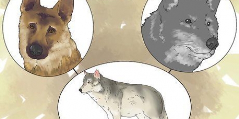 Garder un loup comme animal de compagnie