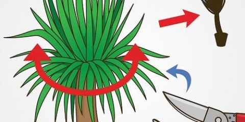 Tailler un yucca