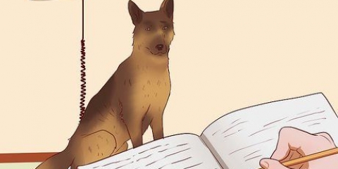 Assurez-vous que votre chien prend du poids de manière saine