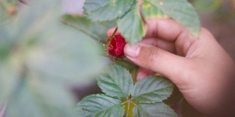 Distinguer les framboises et les mûres les unes des autres