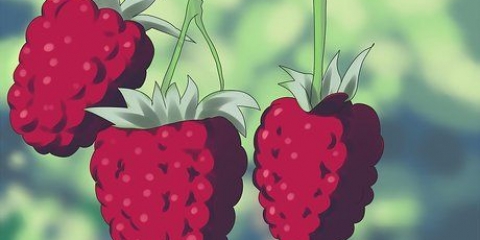 Tailler les framboises
