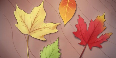 Conserver les feuilles d'automne
