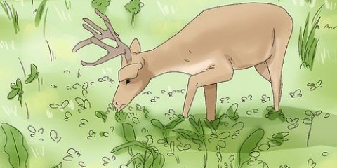 Nourrir les cerfs