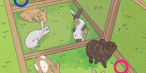 Déterminer le sexe d'un lapin