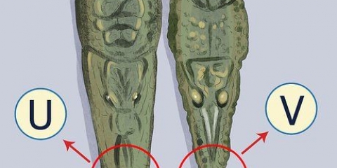 Voir la différence entre un crocodile et un alligator