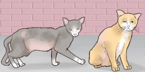 Gagner la confiance d'un chat errant