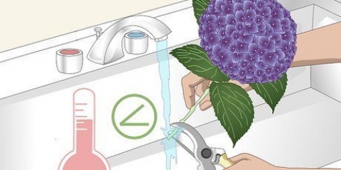 Gardez les hortensias en vie