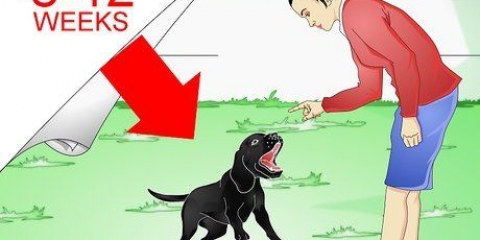 Formation des labradors
