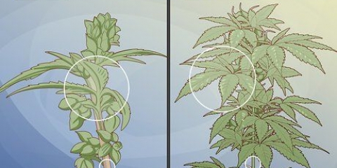 Distinguer les plants de cannabis mâles des femelles
