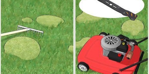 Enlevez la mousse de votre pelouse