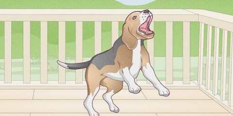 Corrigez les comportements indésirables de votre chien