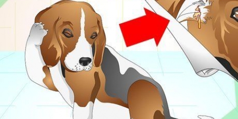 Traiter les infections de l'oreille chez le chien