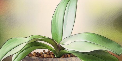 Faire fleurir les orchidées