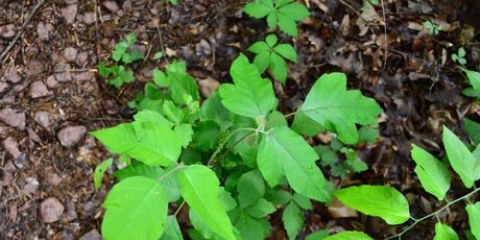 Prévenir le sumac vénéneux ou le sumac vénéneux