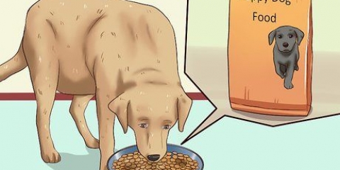 Chiots sevrés