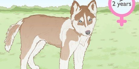 Élevage de huskies de sibérie