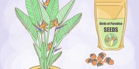 Culture de strelitzia