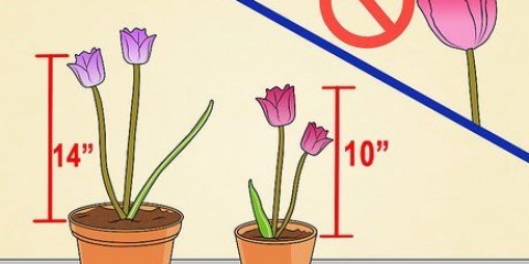 Cultiver des tulipes en pot
