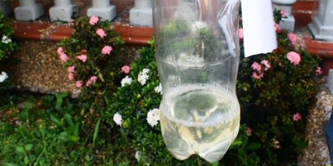 Faire de l'irrigation goutte à goutte à partir d'une bouteille en plastique