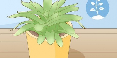 Multiplication de plantes succulentes par bouturage