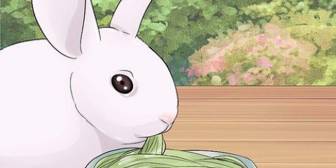 Prendre soin des lapins nouveau-nés