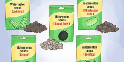 Faire pousser des pastèques