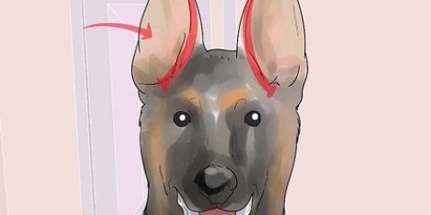Collez les oreilles indisciplinées des chiots bergers allemands