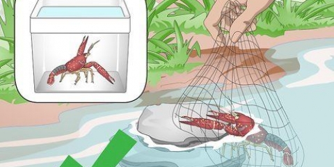 Garder les écrevisses d'eau douce