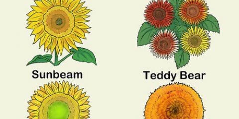Faire pousser des tournesols